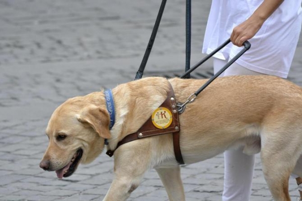 Immagine che immortala un cane guida all&#039;opera